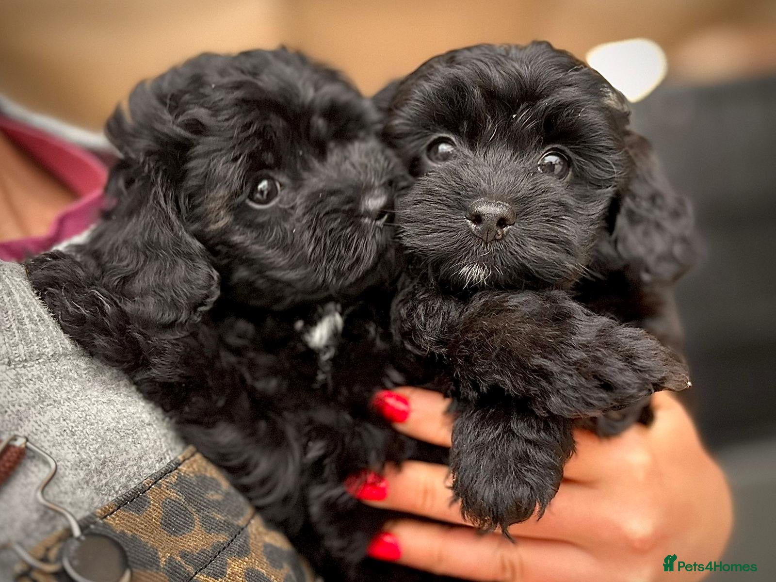 Chipoo dogs Chipoo Puppies - Advert 1