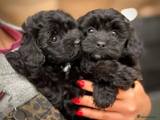 Chipoo dogs Chipoo Puppies - Advert 2