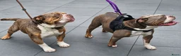 Olde English Bulldogge dogs for sale: 🐾PUPPIES HAVE ARRIVED🐾 💙🩷 - Advert 17
