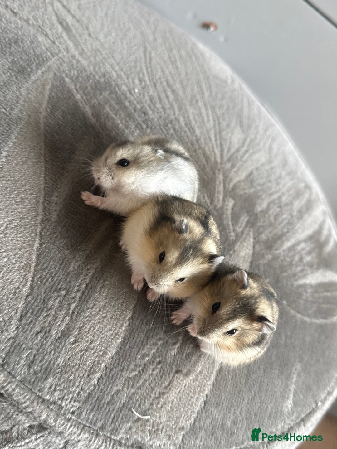 Hamster rodents for sale: 🐹Sweet little hamsters for sale🐹 - Advert 1