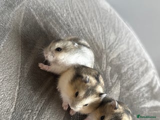 Hamster rodents - Advert 14