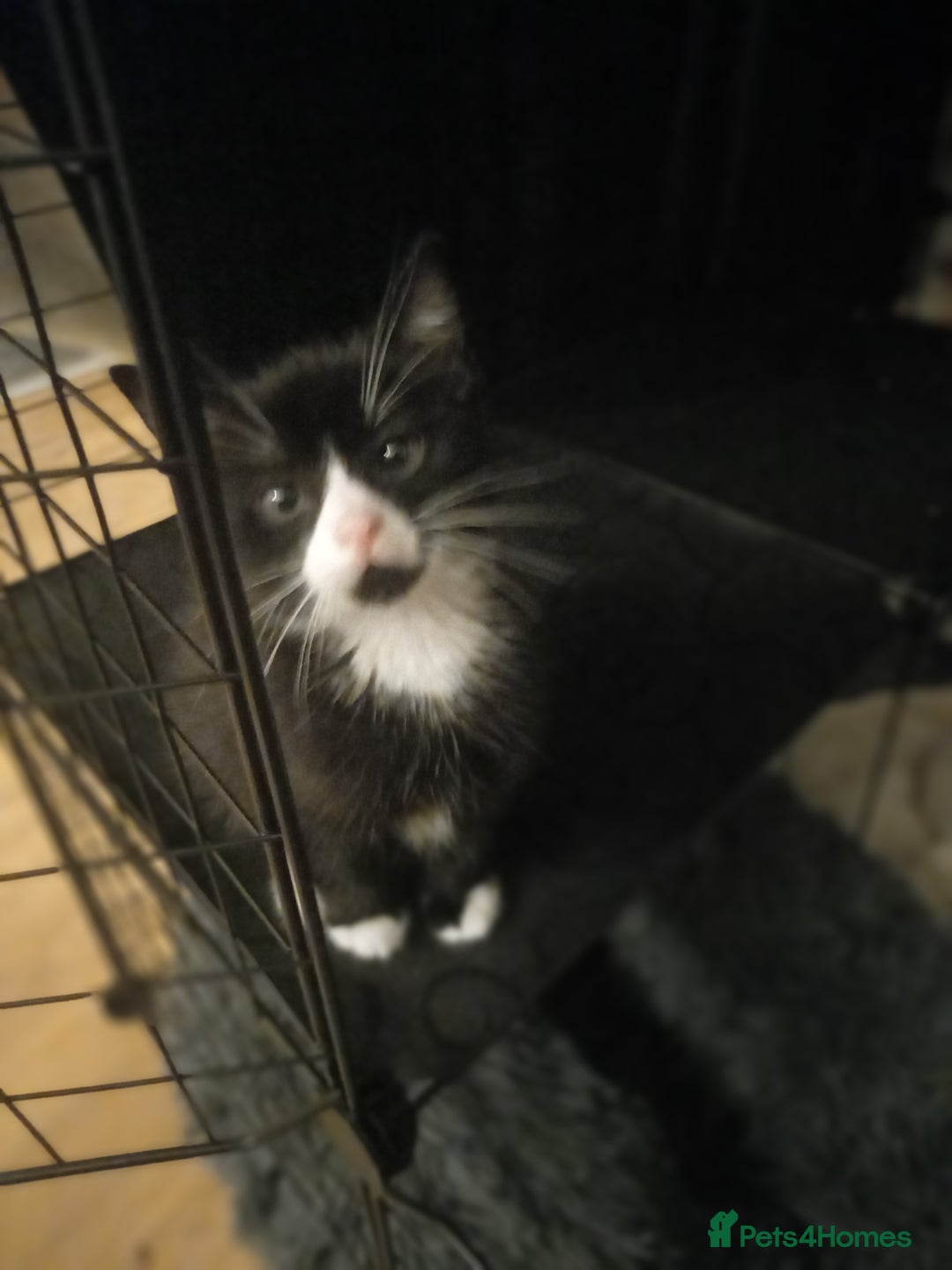 Mixed Breed cats for sale: Adorable kittens - Advert 10