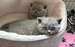 British Shorthair cats for sale: Beautiful blue British shorthair kitten  - Image 7