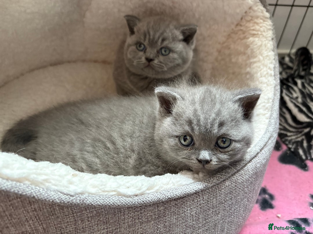 British Shorthair cats for sale: Beautiful blue British shorthair kitten  - Image 7