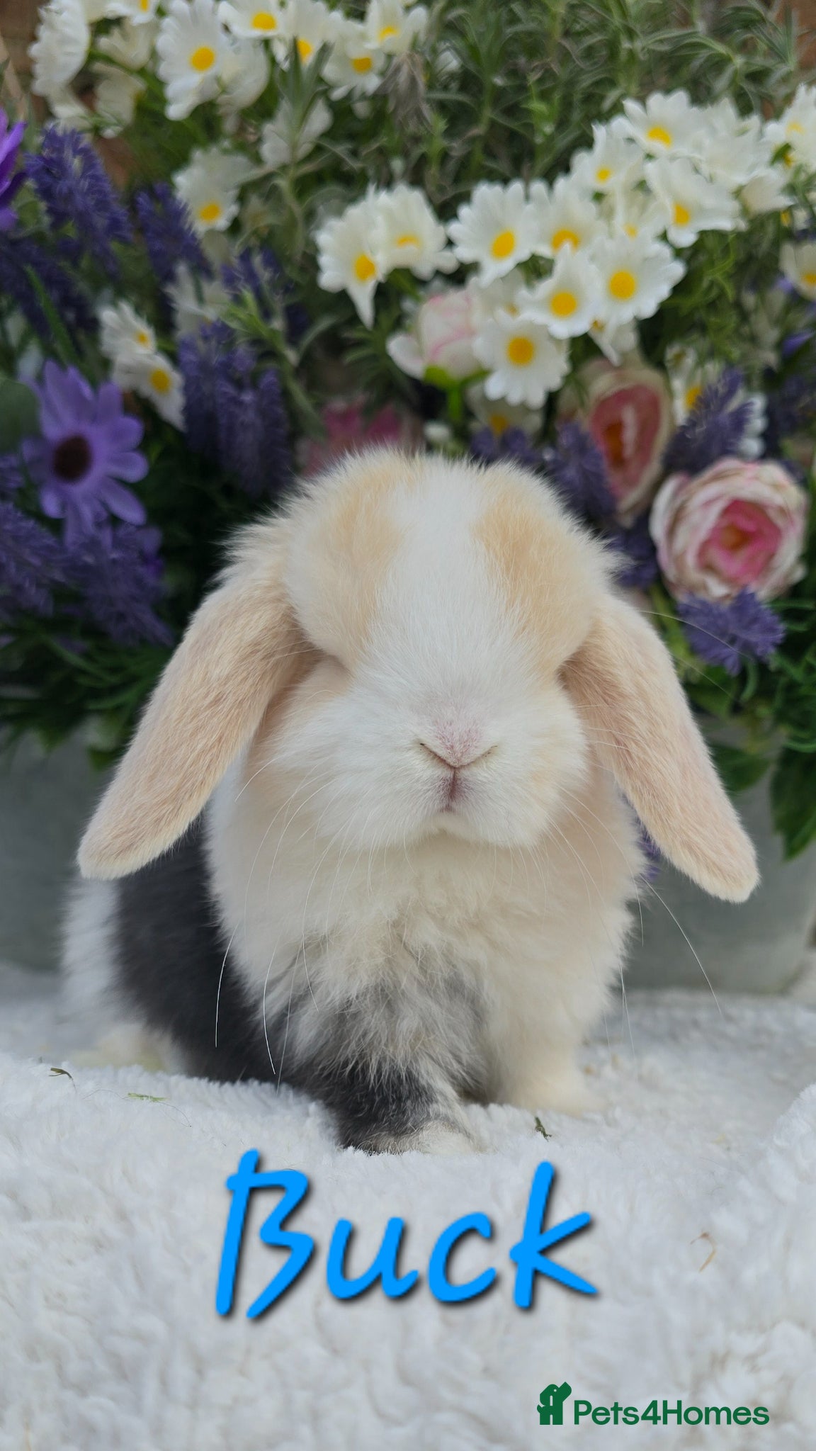 Mini Lop rabbits Beautiful quality mini lops - Advert 1