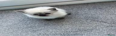 Mixed Breed Kitten 1