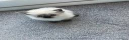 Mixed Breed cats for sale: 2 Beautiful Ragdoll Kittens for Sale – Ready 🐾 - Advert 7