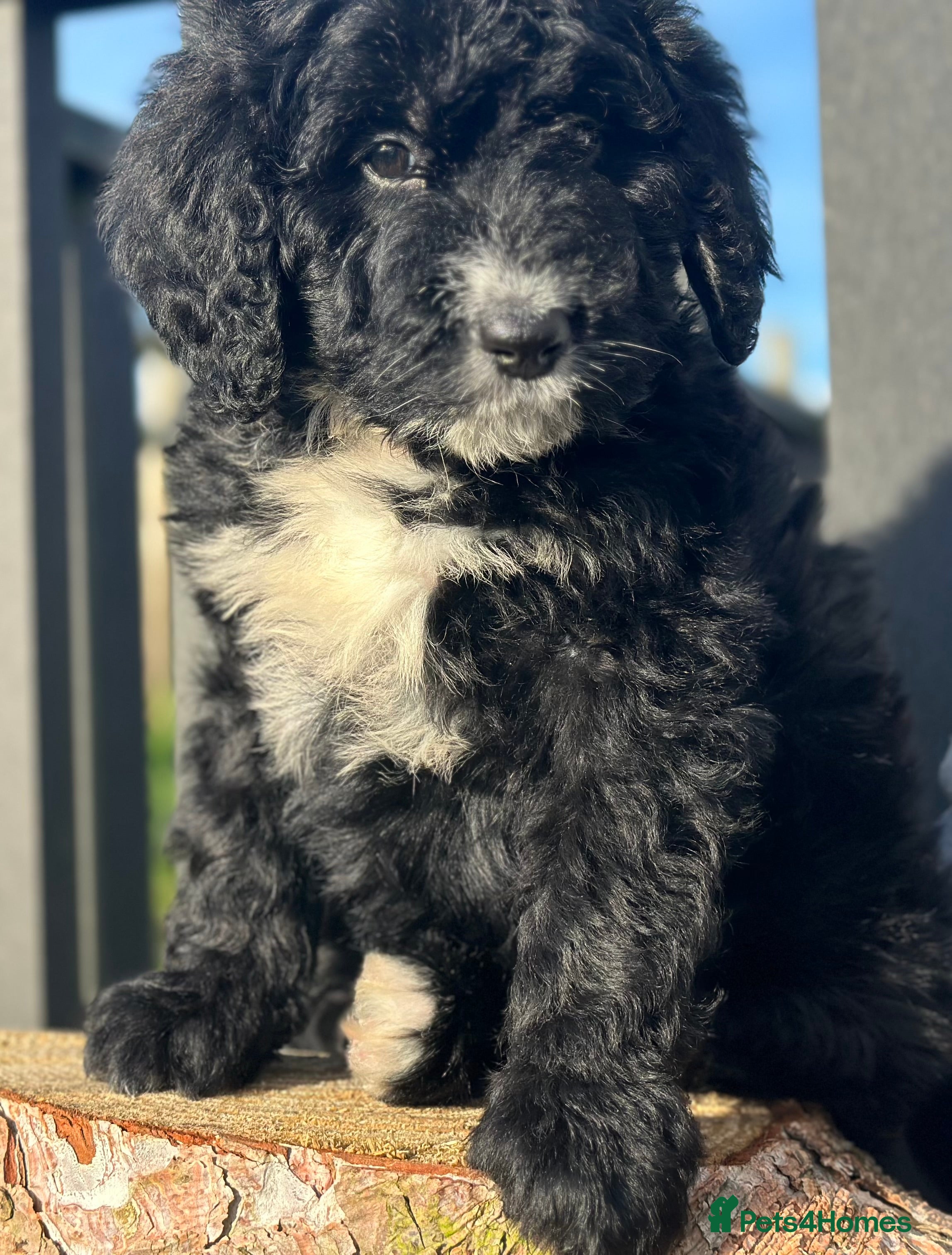 Bernedoodle dogs F1 STANDARD BERNADOODLE LAST 2 BOYS AVAILABLE - Advert 2