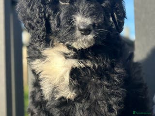 Bernedoodle dogs F1 STANDARD BERNADOODLE LAST 2 BOYS AVAILABLE - Advert 2
