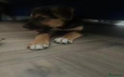 Mixed Breed dogs for sale: Belgian malinois x Anatolian shepherd mix pups 🐶  - Image 28