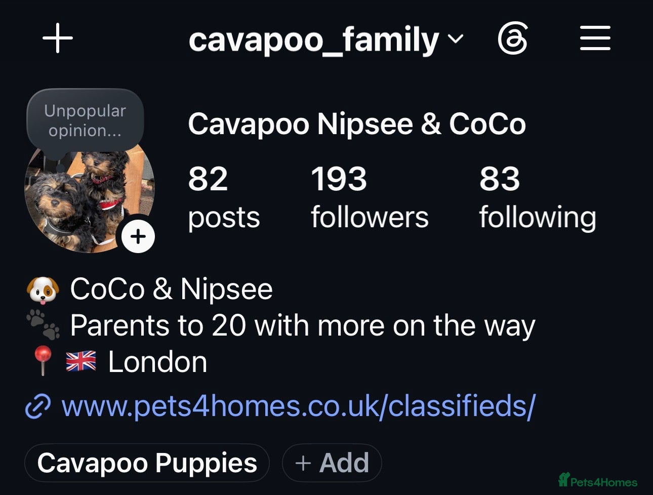 Cavapoo dogs Cavapoo Puppies Born 11 June 26 Reservations Open  - Advert 2