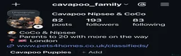 Cavapoo dogs for sale: Cavapoo Puppies Born 11 June 26 Reservations Open  - Advert 2