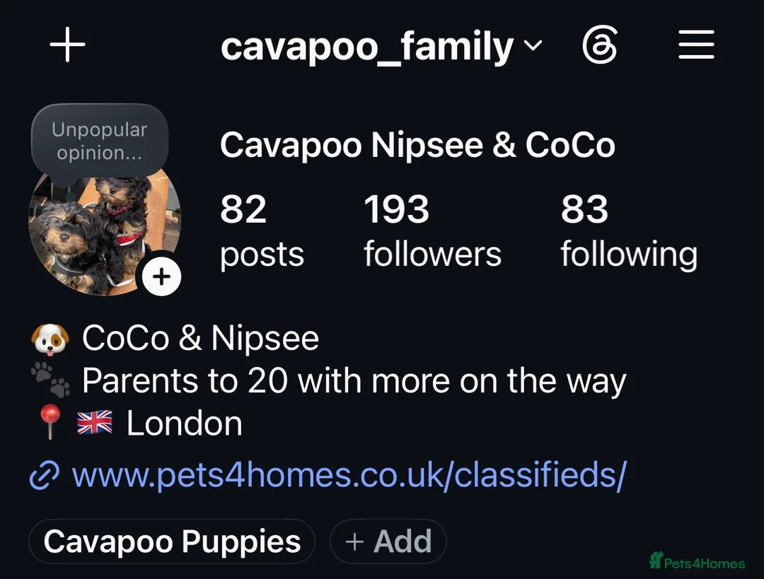 Cavapoo dogs for sale: Cavapoo Puppies Born 11 June 26 Reservations Open  - Advert 2