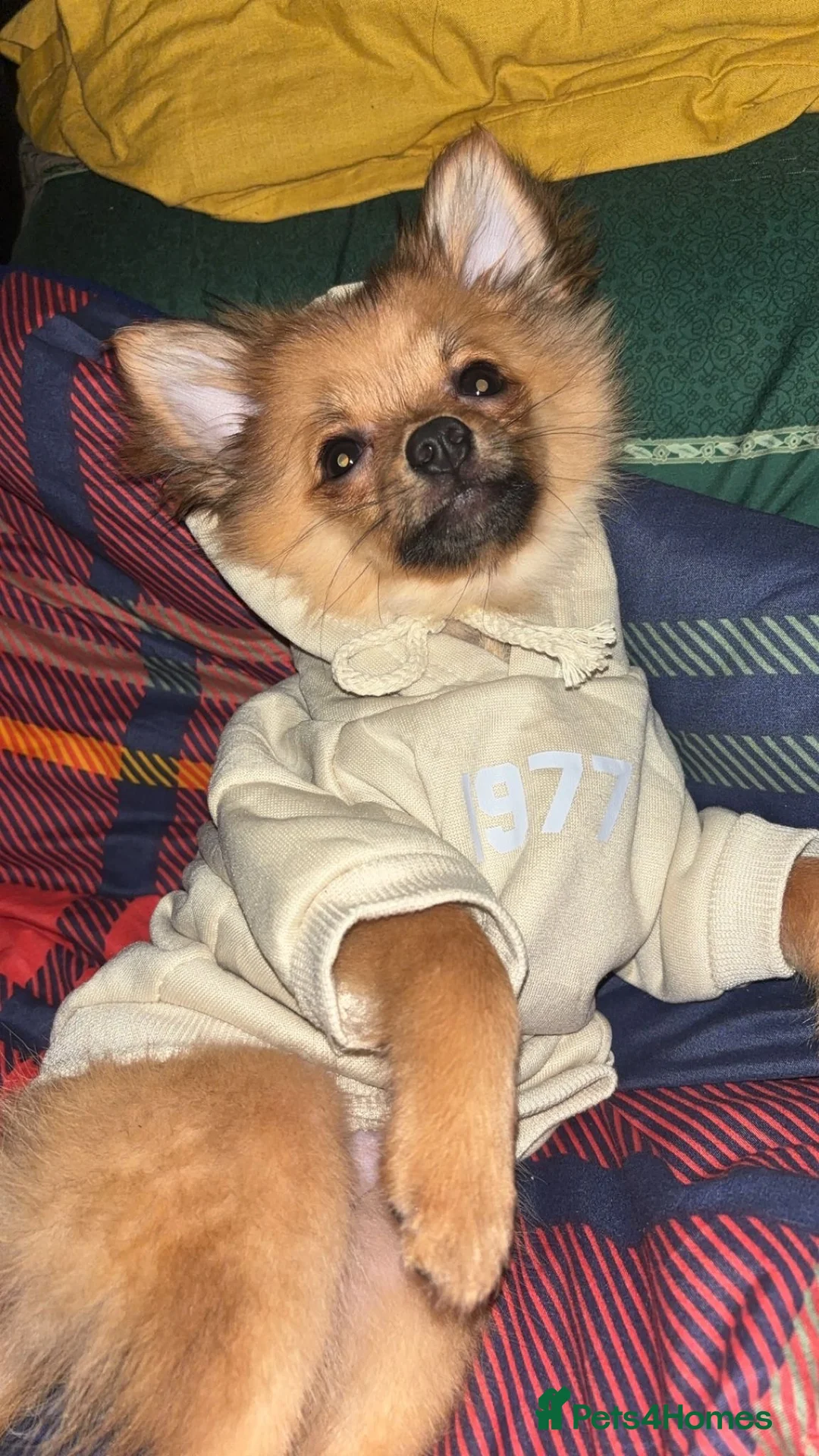 Pomchi dogs for sale: Gorgeous 3 month old Female Pomchi - Advert 2