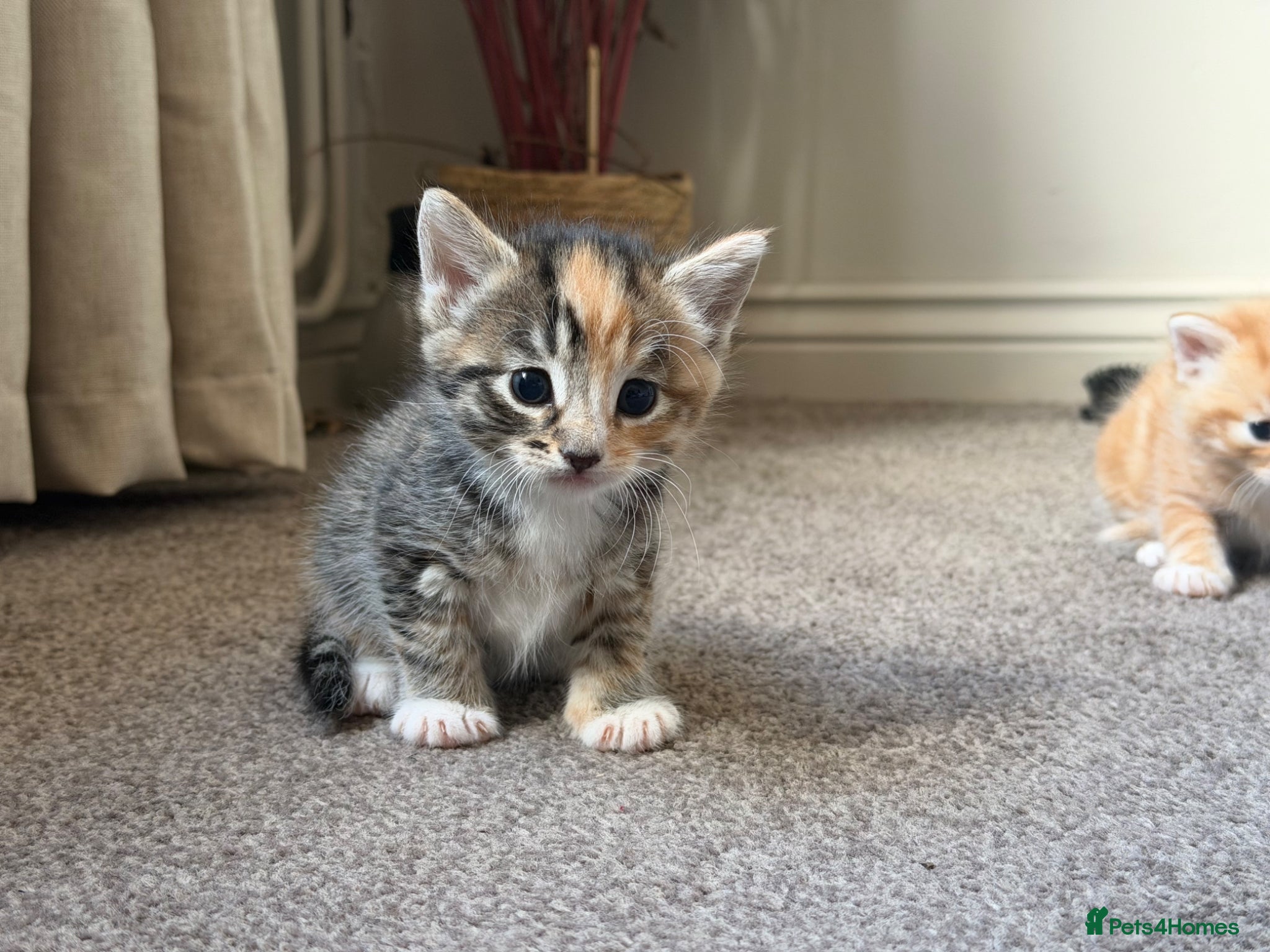 Mixed Breed cats Beautiful Girl - Advert 3