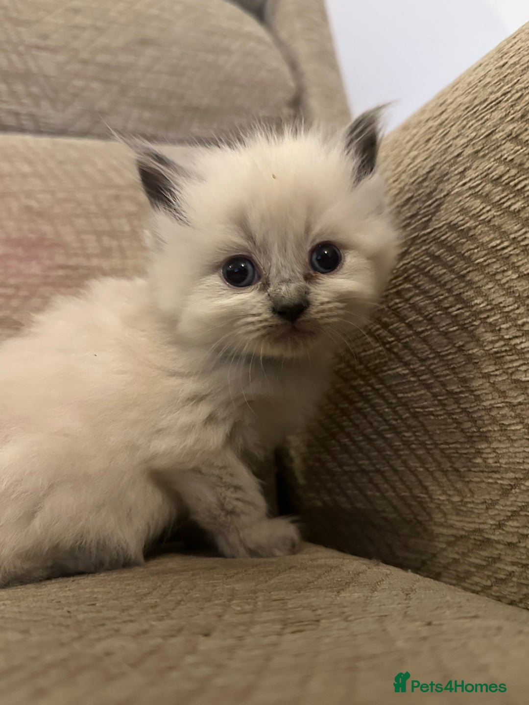 Ragdoll cats for sale: Beautiful persian ragdolls  - Advert 1