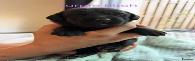 Purple bitch 