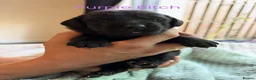 Labrador Retriever dogs for sale: Beautiful Black Labrador Puppies – KC Registered - Advert 8