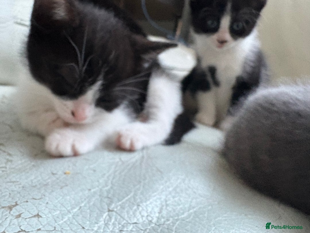 Mixed Breed cats for sale: Kittens for sale - Image 4