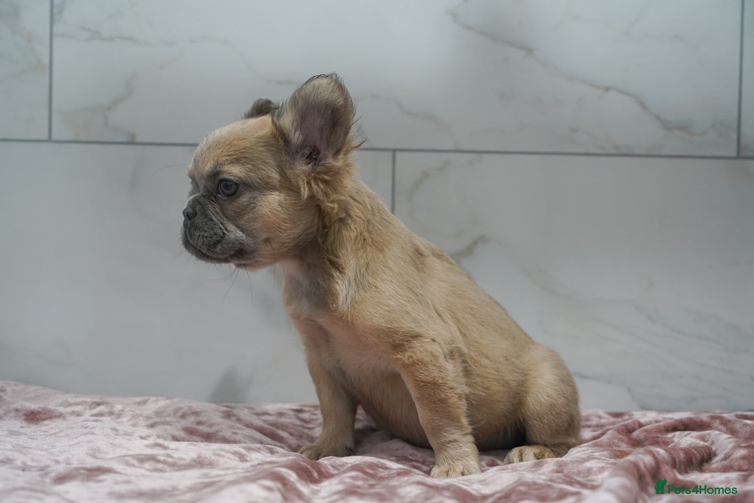 French Bulldog dogs for sale: Exceptional KC Fluffy French Bulldog Puppies - Image 8