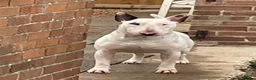 English Bull Terrier dogs for sale: 8 QUALITY BISONBULLIE BABIES  in Slough - Advert 19
