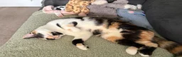 Mixed Breed cats for sale: Two beautiful sisters  in Saltash - Advert 3