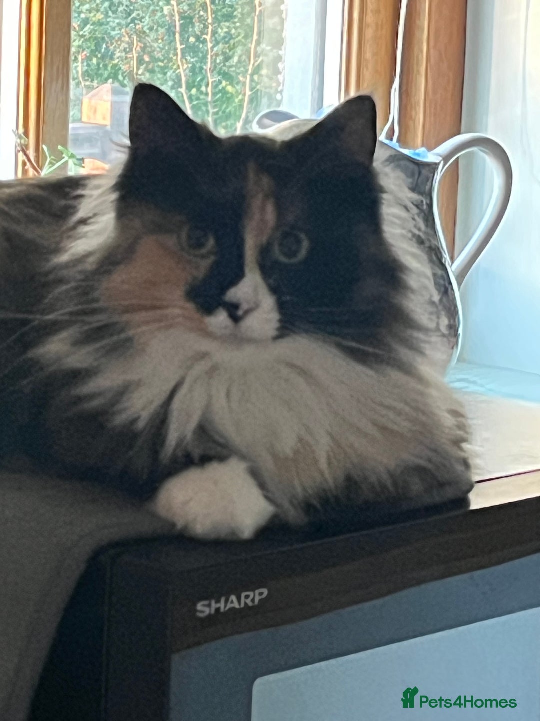 Maine Coon cats for sale: Molly - Image 1