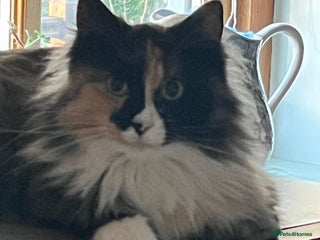 Maine Coon cats - Advert 16