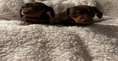 Miniature Dachshund dogs Pra clear true miniature dachshunds last girl  - Advert 16