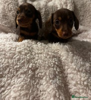 Miniature Dachshund dogs Pra clear true miniature dachshunds last girl - Advert 16