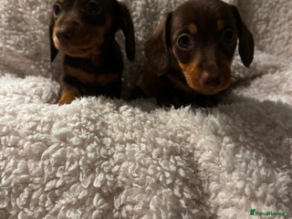 Miniature Dachshund dogs Pra clear true miniature dachshunds 2 girls left - Advert 9