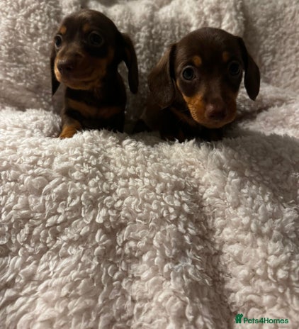 Miniature Dachshund dogs - Advert 9