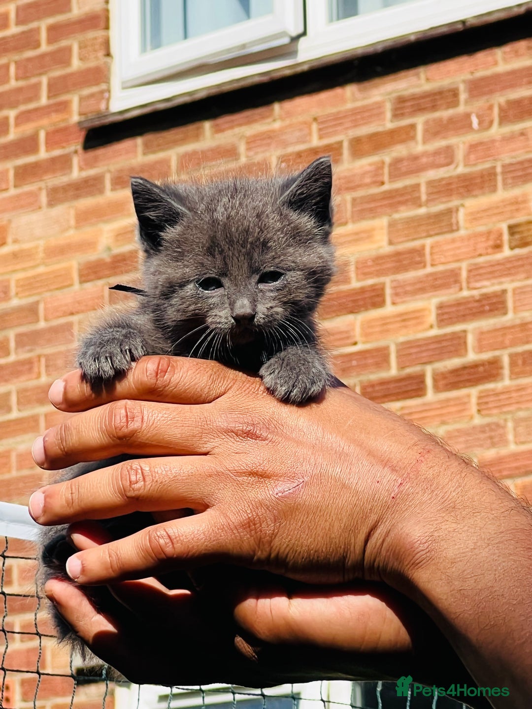 Mixed Breed cats for sale: Four Little Pawsomes Looking for Forever Homes!  - Image 10