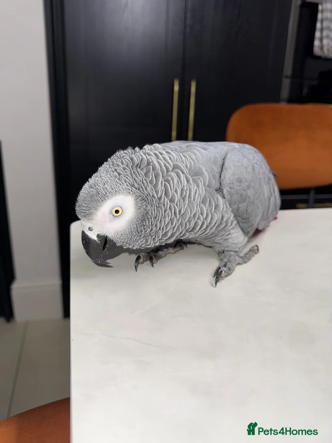 Parrots birds for sale: Tame&talking African grey parrot  - Advert 5