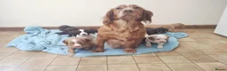 Cocker Spaniel dogs for sale: Cocker Spaniel Puppies Top Quality - Advert 19