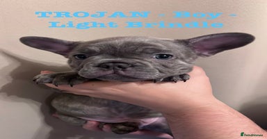 French Bulldog dogs - Advert 13