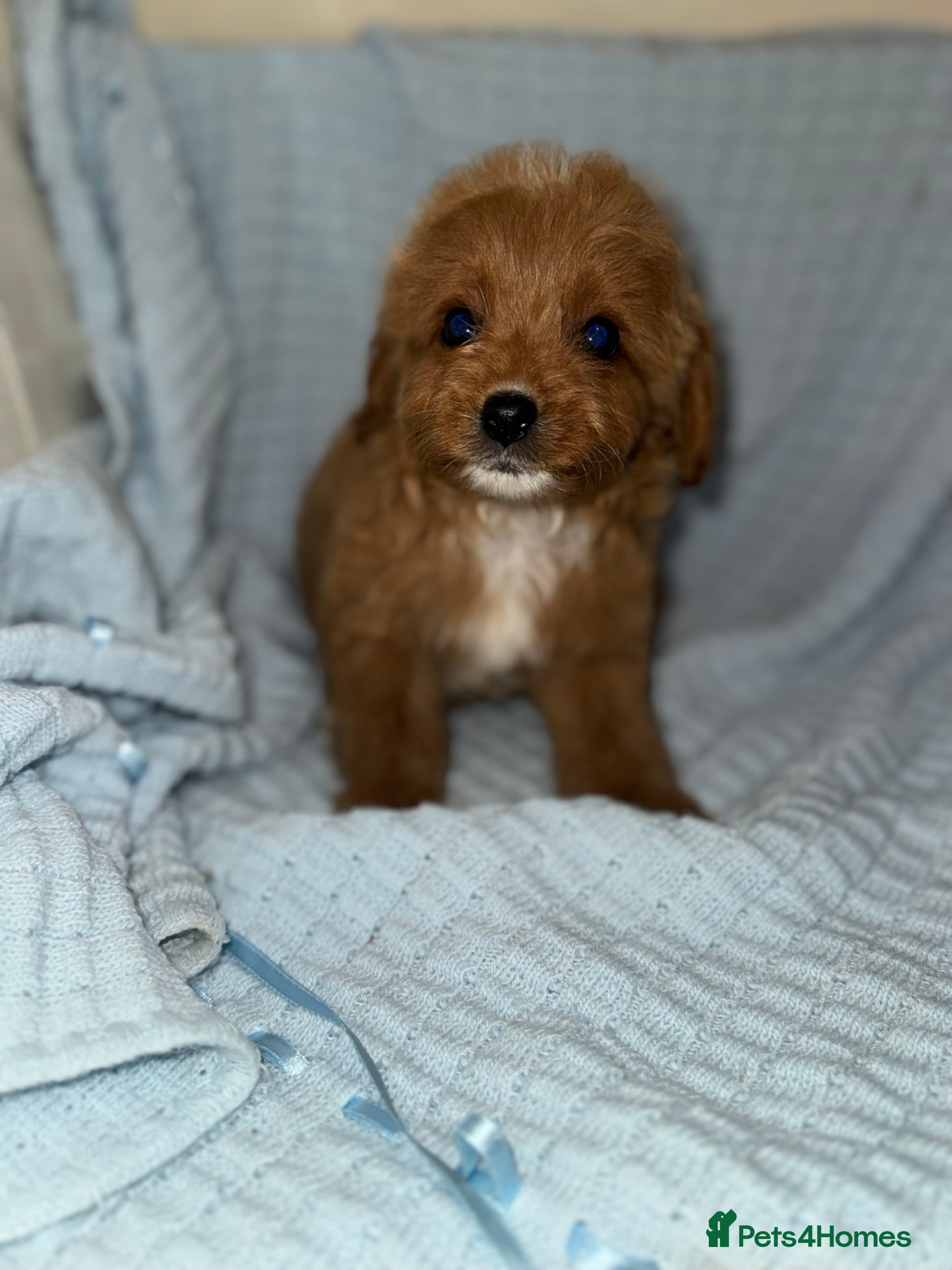 Cavapoo dogs Last remaining 2 boys💙 - Advert 5