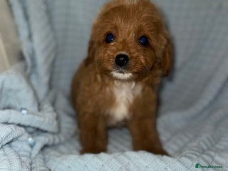 Cavapoo dogs Last remaining 2 boys💙 - Advert 12
