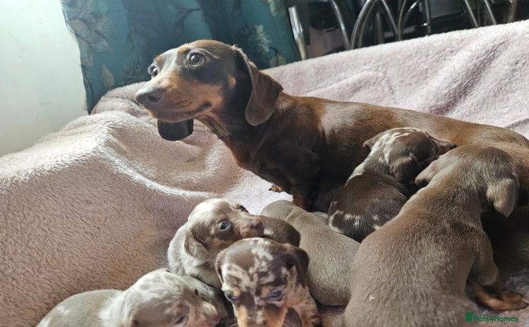 Dachshund dogs - Advert 1