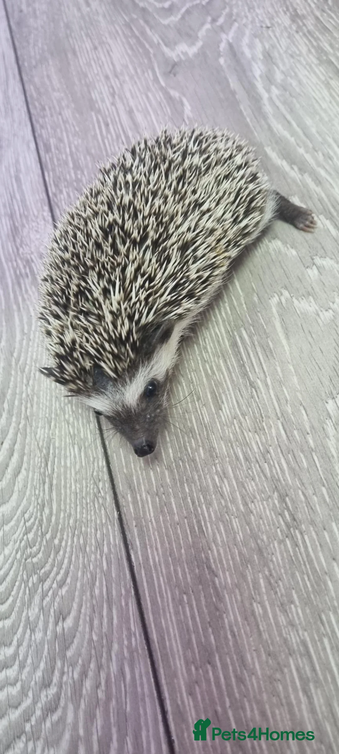 Pygmy Hedgehog rodents for sale: Baby hoglet  - Advert 6