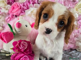 Cavalier King Charles Spaniel dogs Beautiful KC reg Cavalier King Charles Puppies - Advert 18