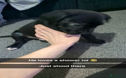 Mixed Breed dogs for sale: Needs a loving home  - Image 26