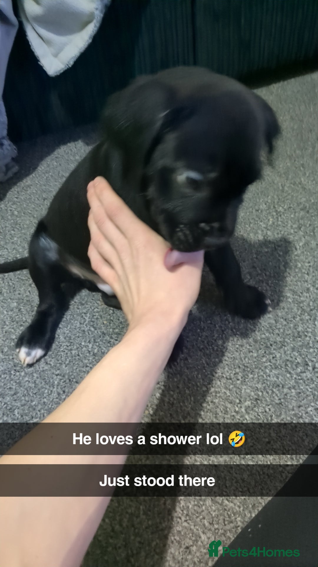 Mixed Breed dogs for sale: Needs a loving home  - Image 26