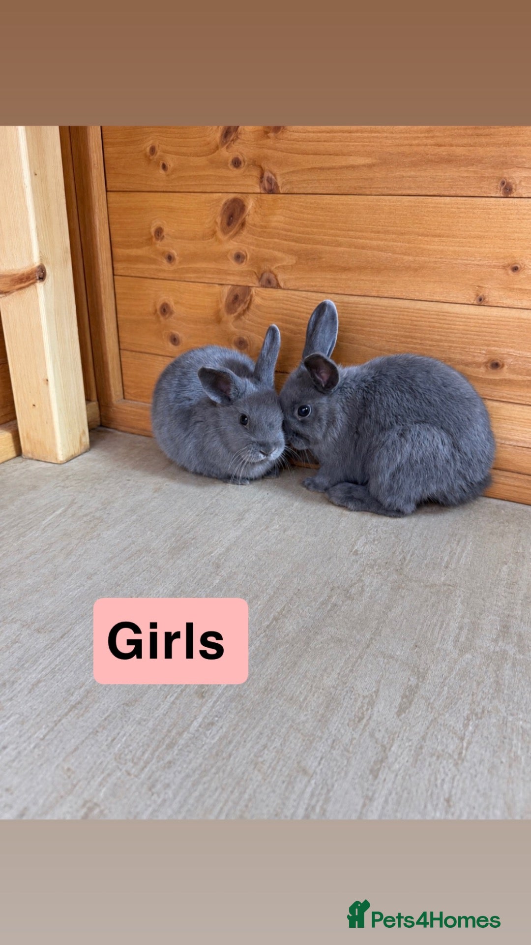 Dwarf Lop rabbits Baby rabbits  - Advert 3