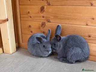 Dwarf Lop rabbits Baby rabbits - Advert 1