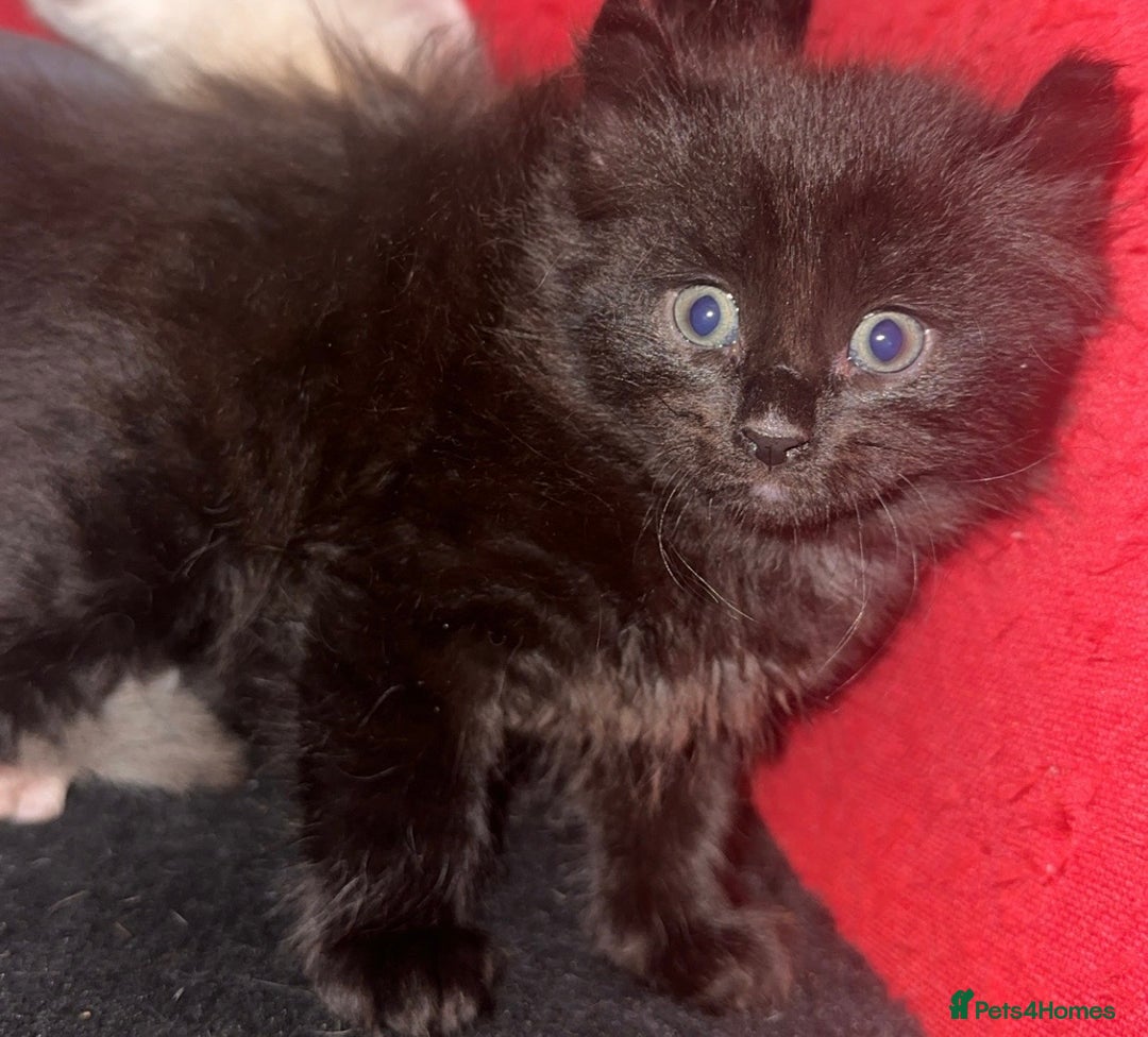 Mixed Breed cats for sale: Sphynx mixed with American curl - Advert 14