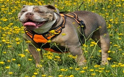 Mixed Breed dogs for sale: The tale of 2 sisters - Image 8