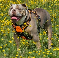 Mixed Breed dogs - Advert 8