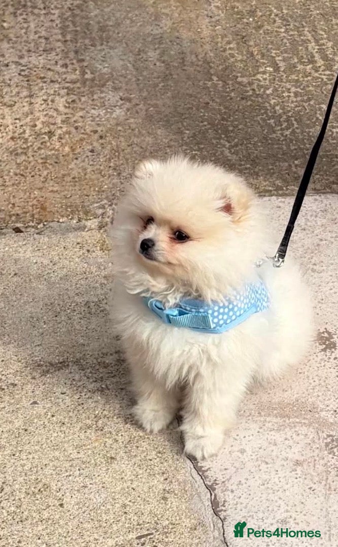 Pomeranian dogs Teddy Bear Pomeranian puppy male  - Advert 13