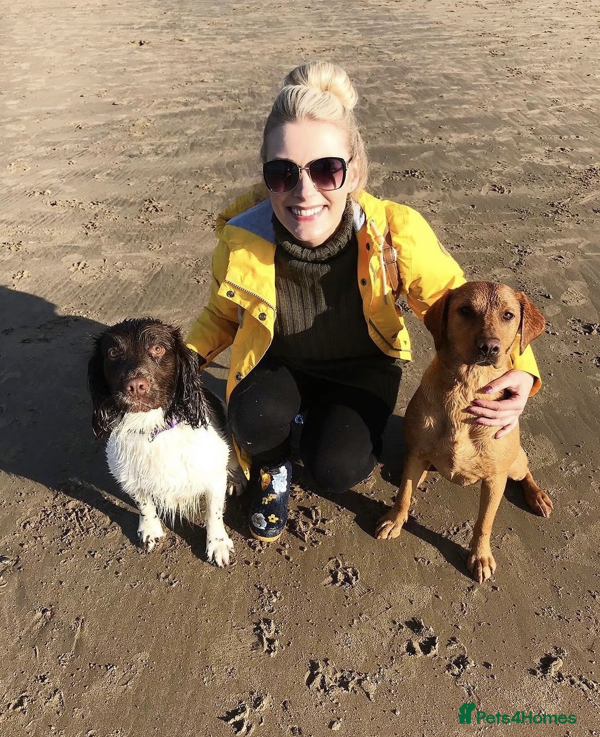 Springador dogs Black Springador Puppies For Sale - Advert 11